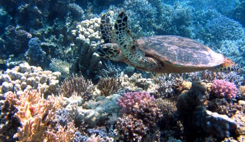 サンゴプロジェクト | 沖縄科学技術大学院大学（OIST）